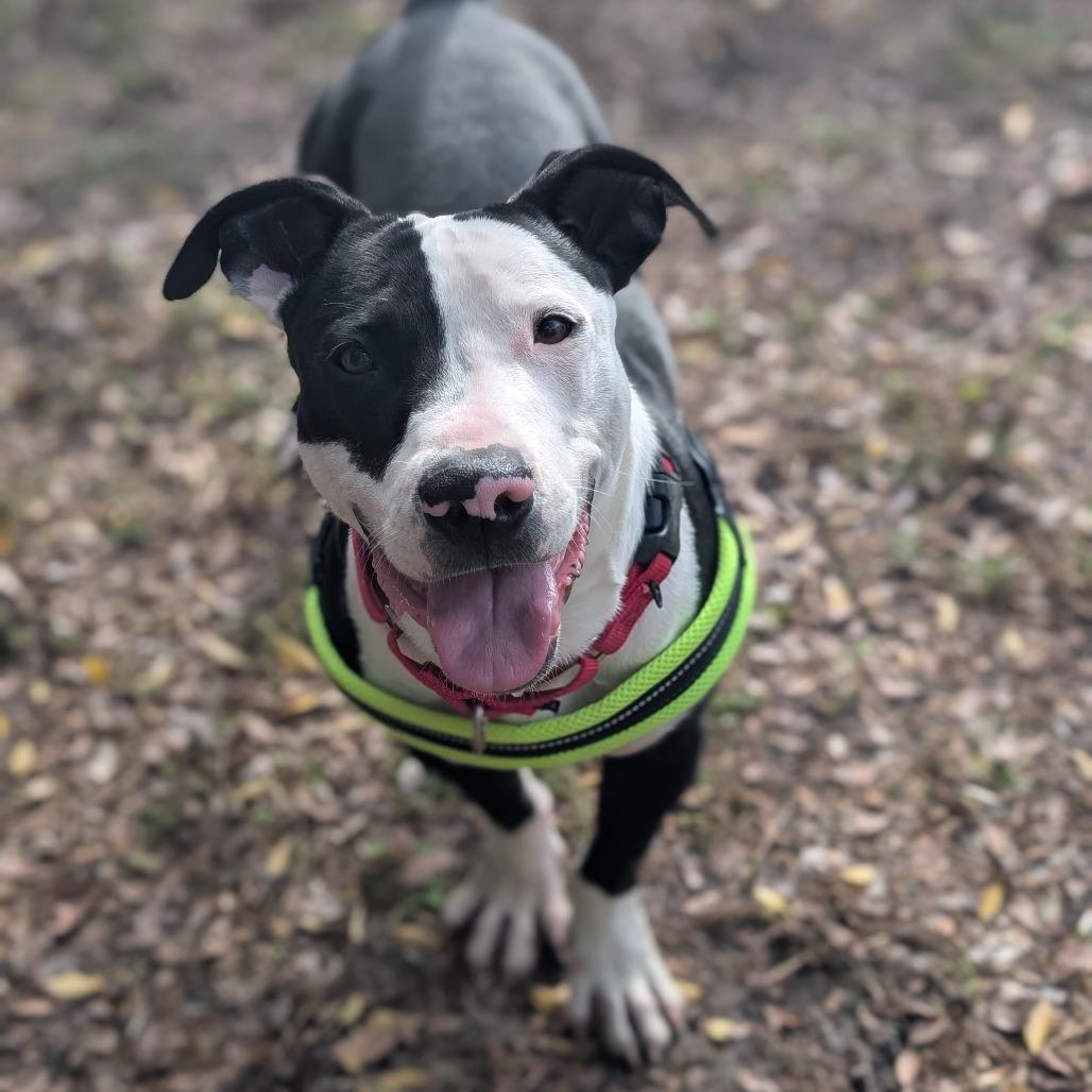 Enlarge Jimbo 28268, a Adoptable Mixed Breed in Middleburg, FL image 3/4
