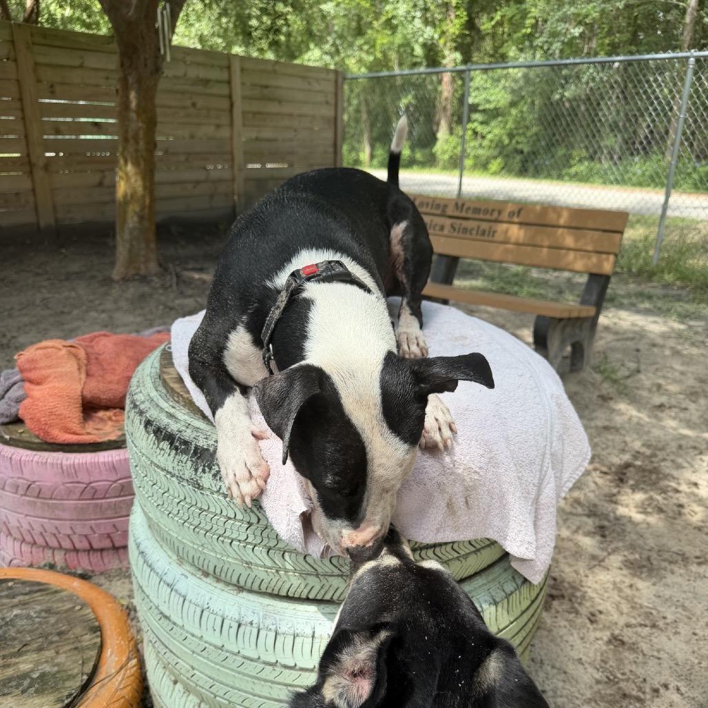 Enlarge Jimbo 28268, a Adoptable Mixed Breed in Middleburg, FL image 4/4