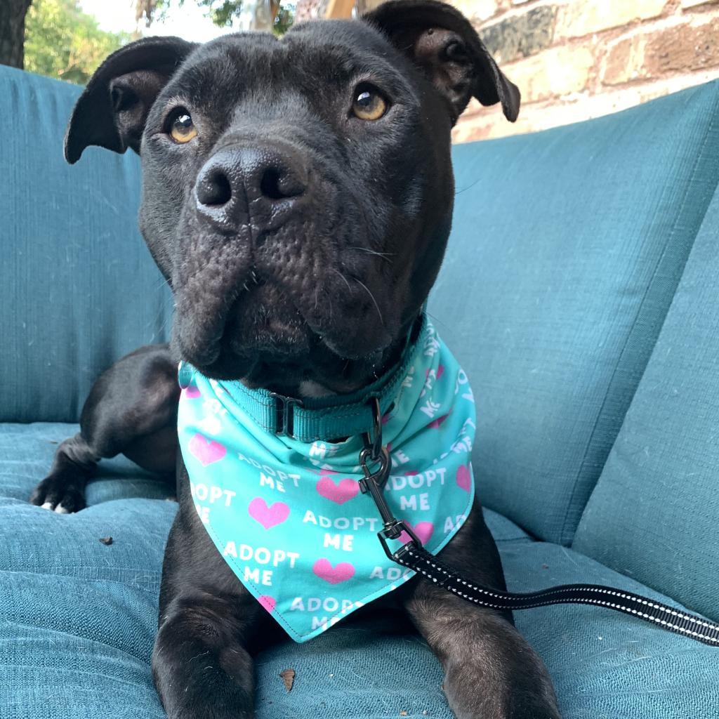 Zora, a Adoptable mixed breed in Dallas, TX image 1/6