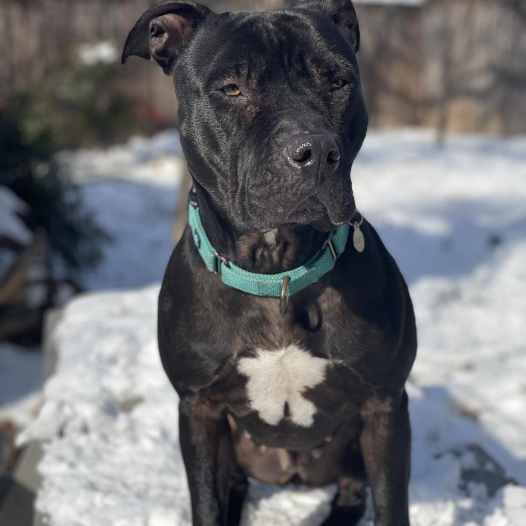 Zora, a Adoptable mixed breed in Dallas, TX image 2/6