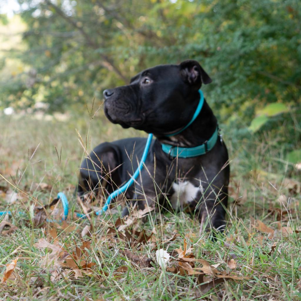 Zora, a Adoptable mixed breed in Dallas, TX image 3/6