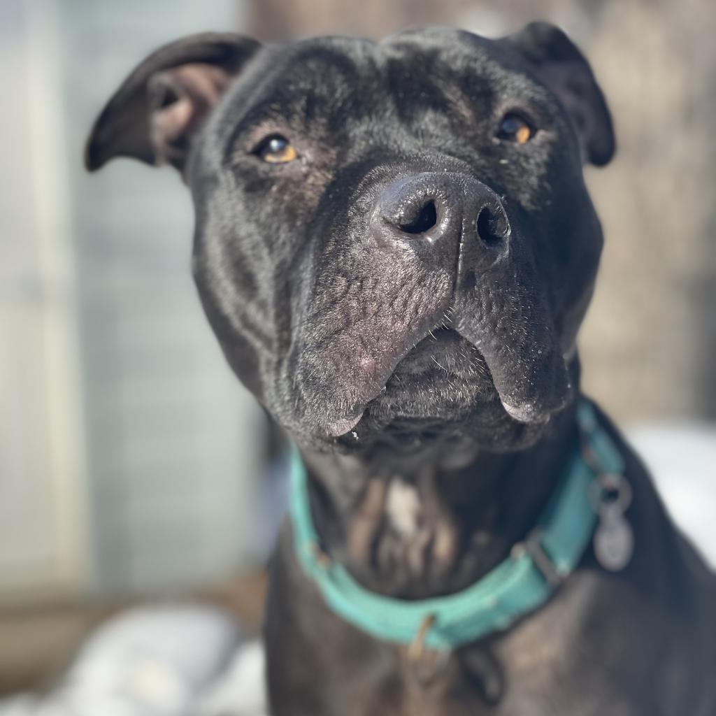 Zora, a Adoptable mixed breed in Dallas, TX image 5/6