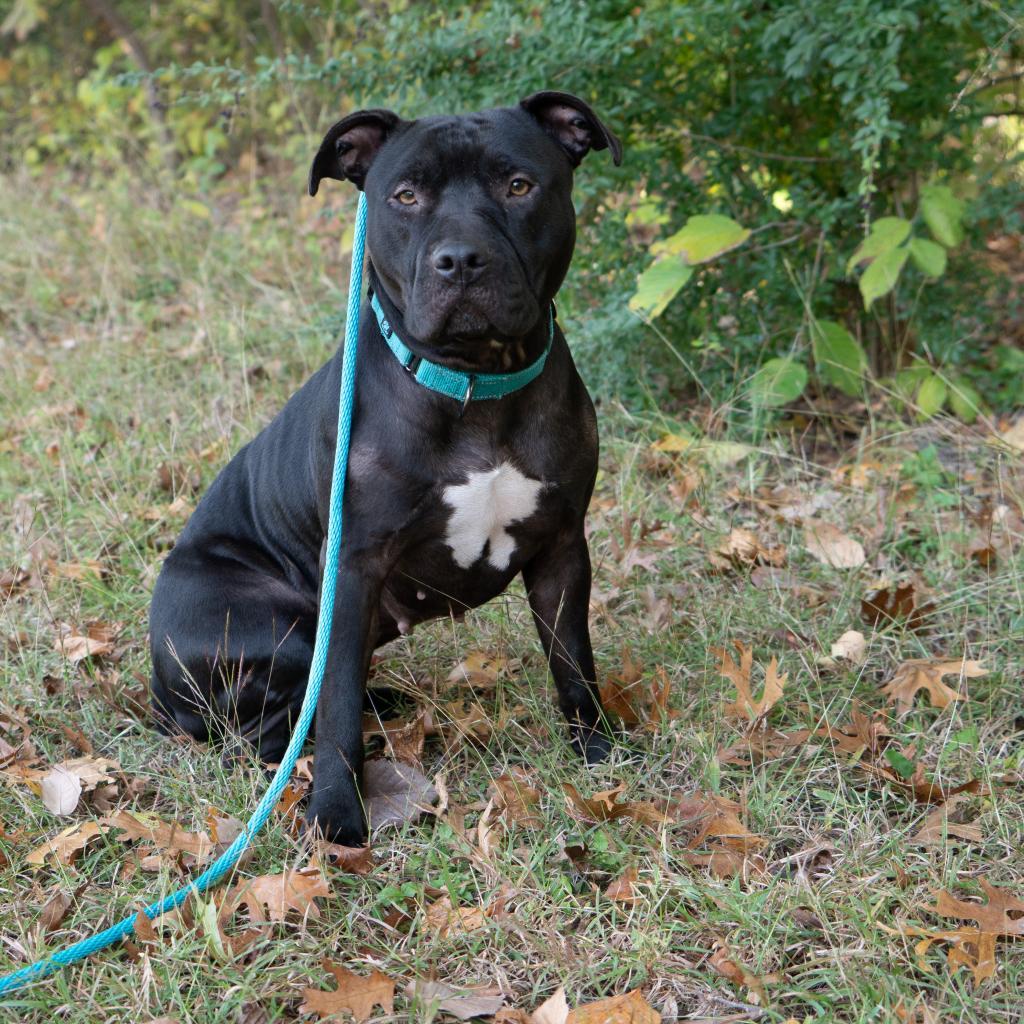 Zora, a Adoptable mixed breed in Dallas, TX image 6/6