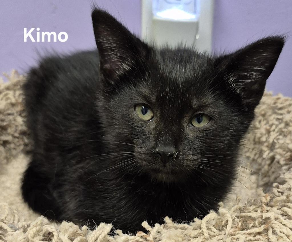 Enlarge Kimo, a Adoptable mixed breed in Kendallville, IN image 1/1