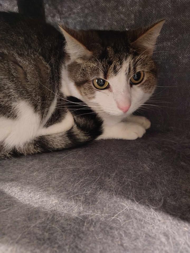 Pink, ADOPTABLE, Adult Female Domestic Short Hair.