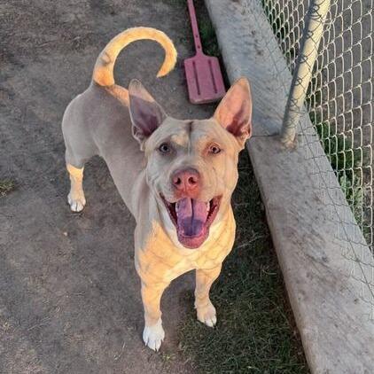Snuggles, a Adoptable mixed breed in Turlock, CA image 2/6
