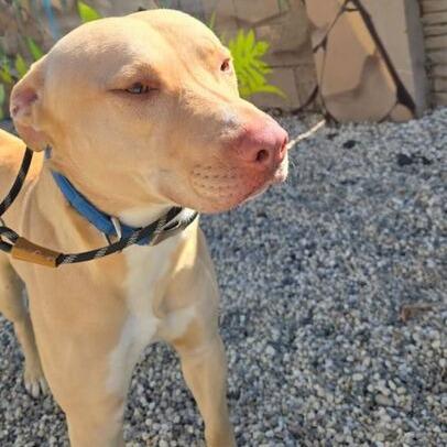 Snuggles, a Adoptable mixed breed in Turlock, CA image 3/6