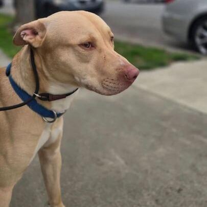 Snuggles, a Adoptable mixed breed in Turlock, CA image 4/6