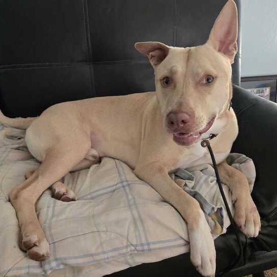 Enlarge Snuggles, a Adoptable mixed breed in Turlock, CA image 4/6