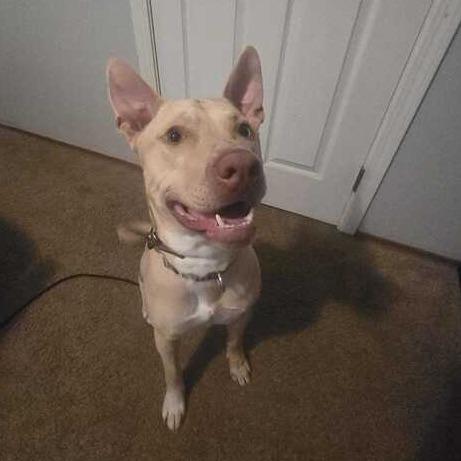 Snuggles, a Adoptable mixed breed in Turlock, CA image 5/6