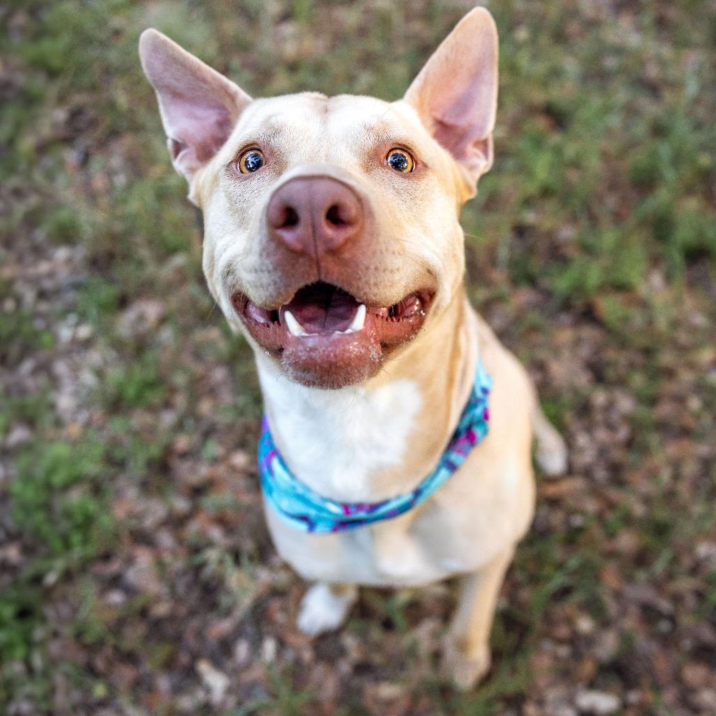 Snuggles, a Adoptable mixed breed in Turlock, CA image 6/6