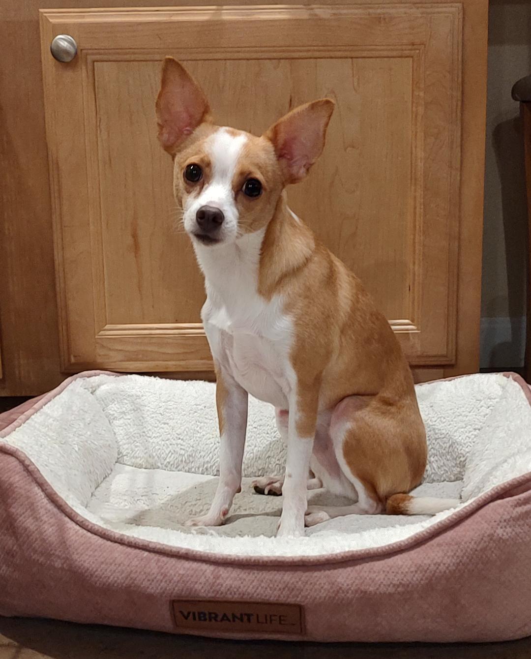 Peanut, Adoptable, Adult Male Rat Terrier & Chihuahua.