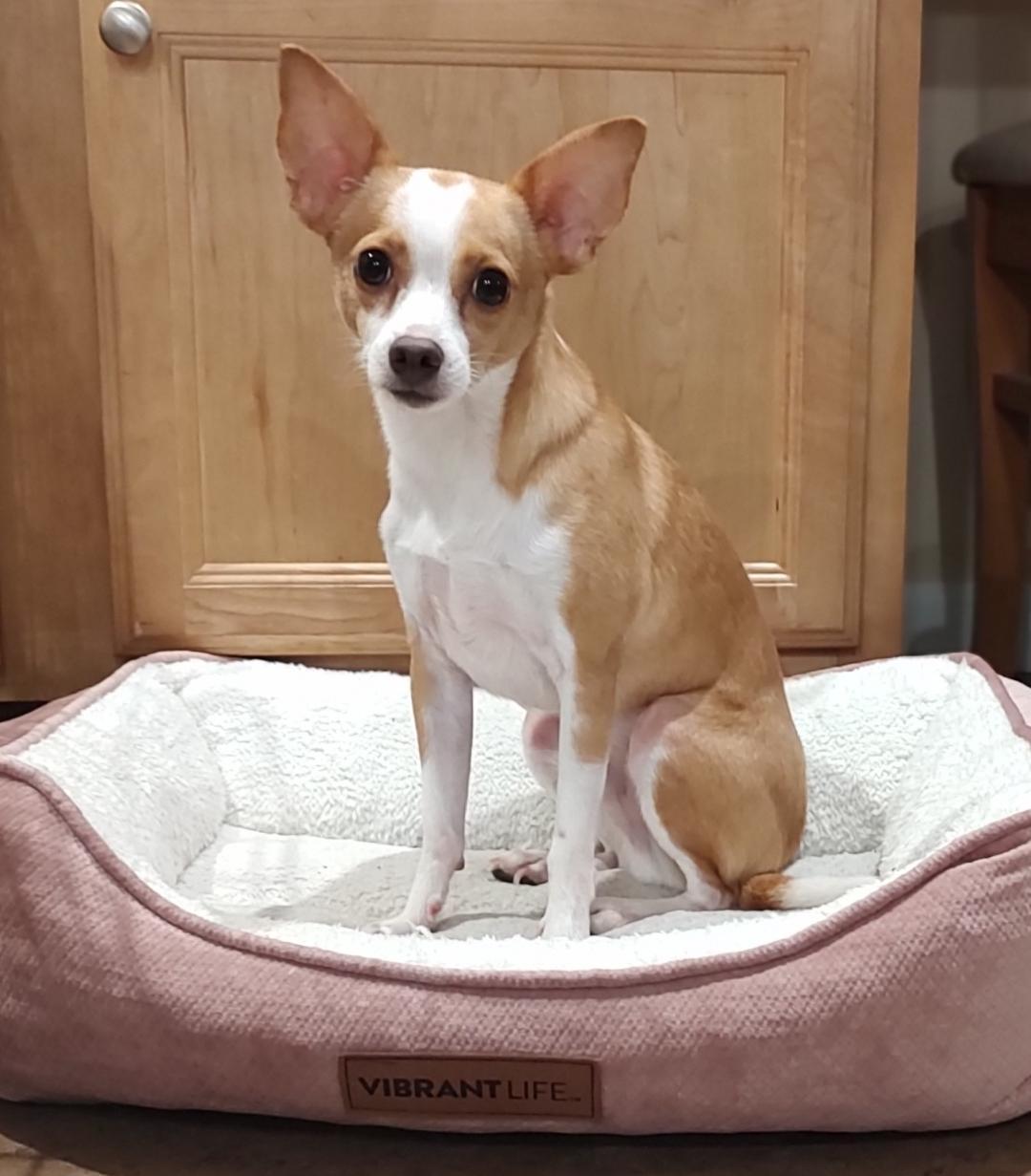 Peanut, a Adoptable mixed breed in Mary Esther, FL image 2/2