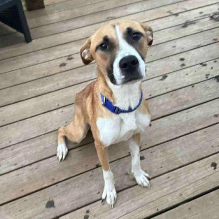 Enlarge Vinny, a Adoptable mixed breed in Olathe, KS image 1/6