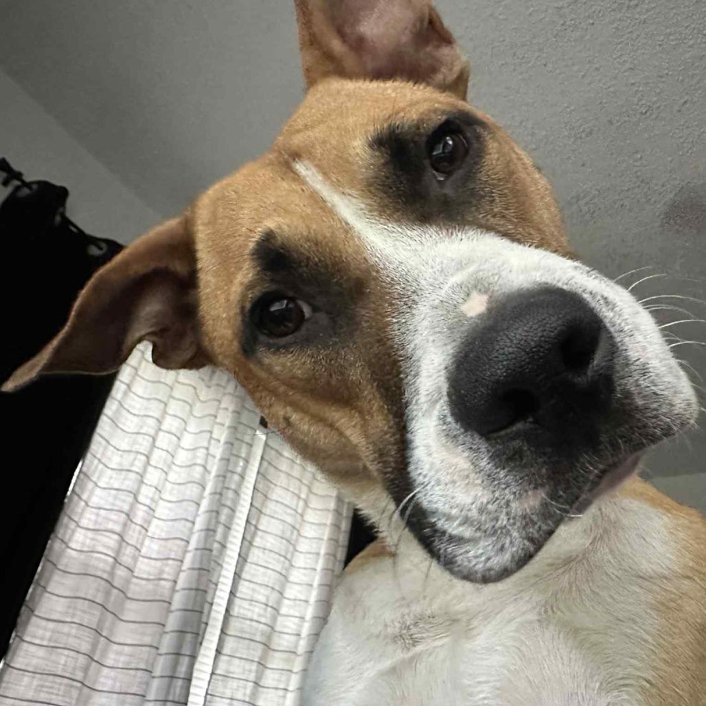 Enlarge Vinny, a Adoptable mixed breed in Olathe, KS image 5/6