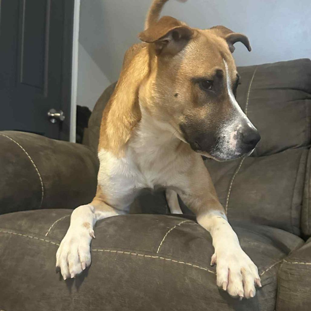 Enlarge Vinny, a Adoptable mixed breed in Olathe, KS image 6/6