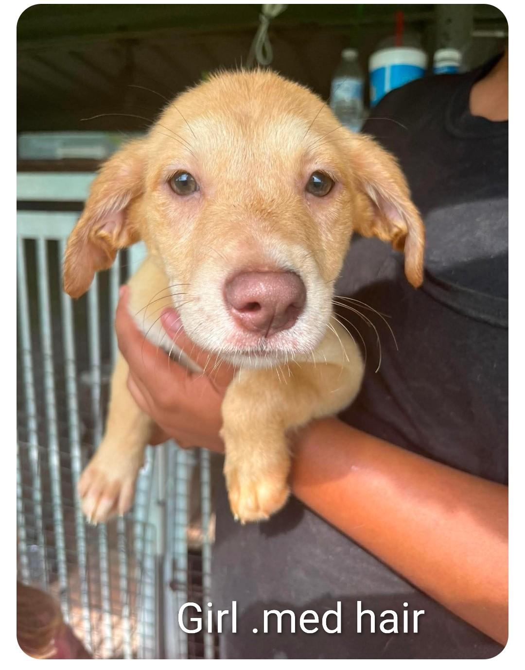 Clover 6, ADOPTABLE, Puppy Female Labrador Retriever.