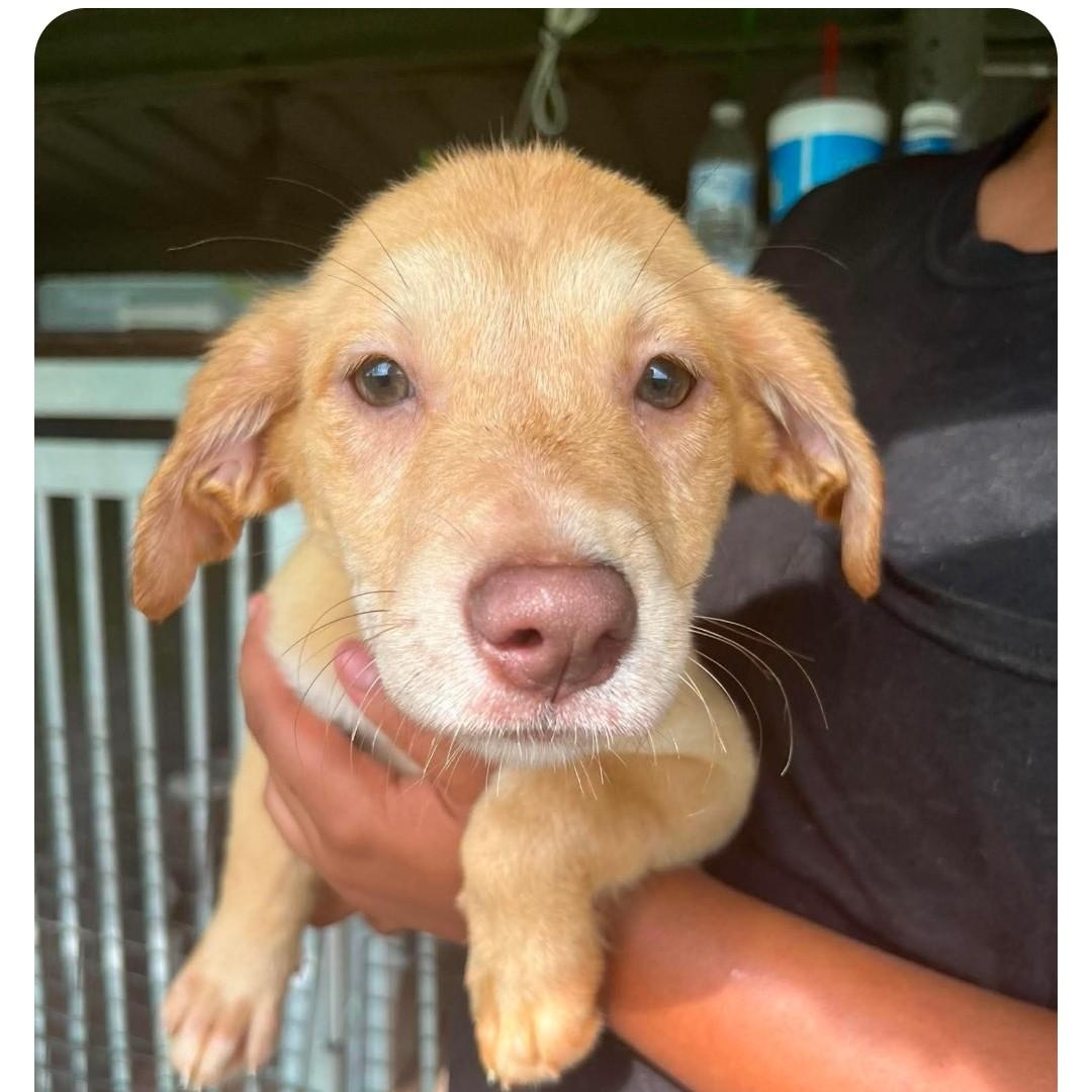 Enlarge PEAR, a ADOPTABLE Labrador Retriever in Hampton, VA image 2/2