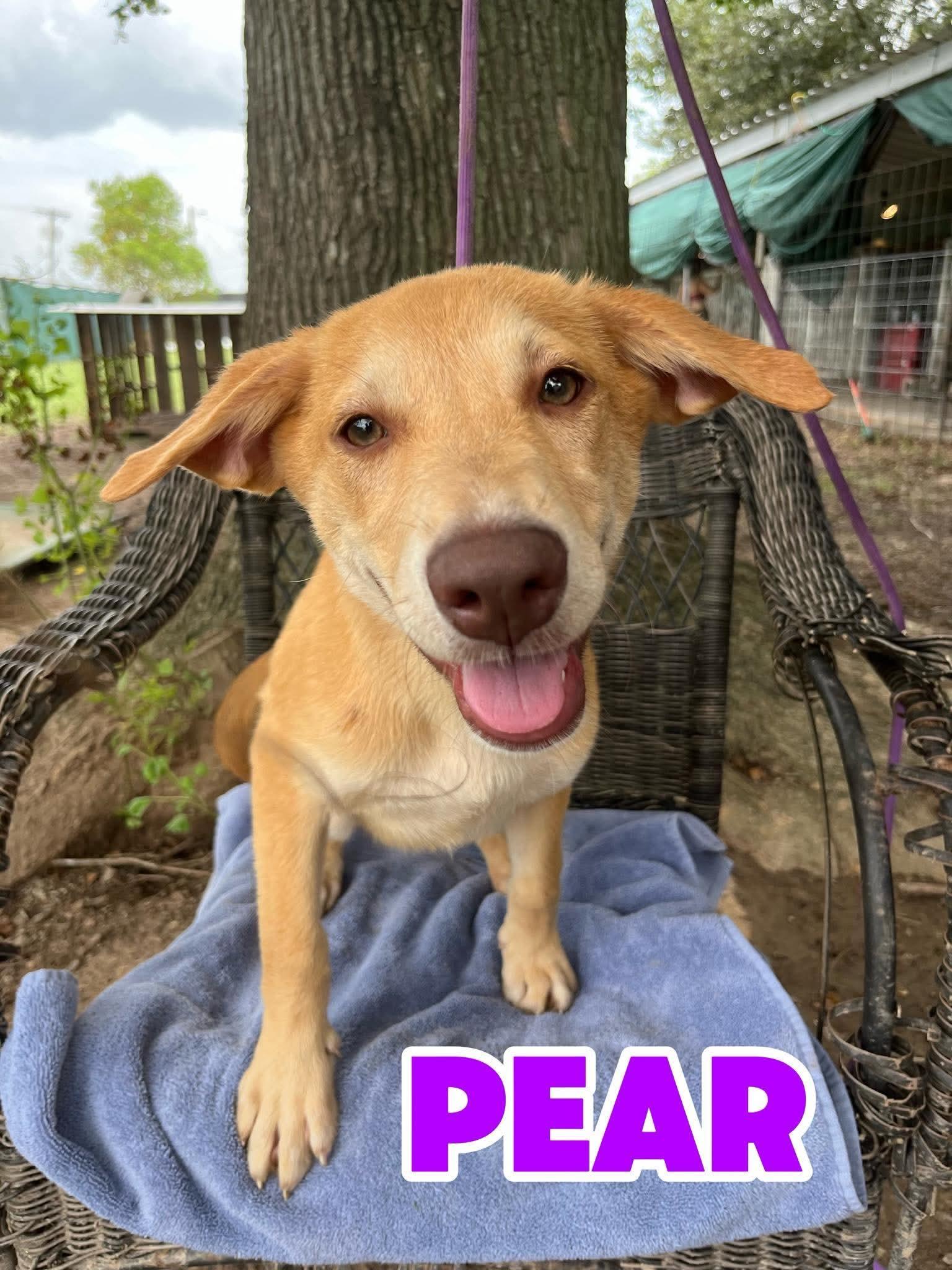 Enlarge PEAR, a ADOPTABLE Labrador Retriever in Hampton, VA image 1/2