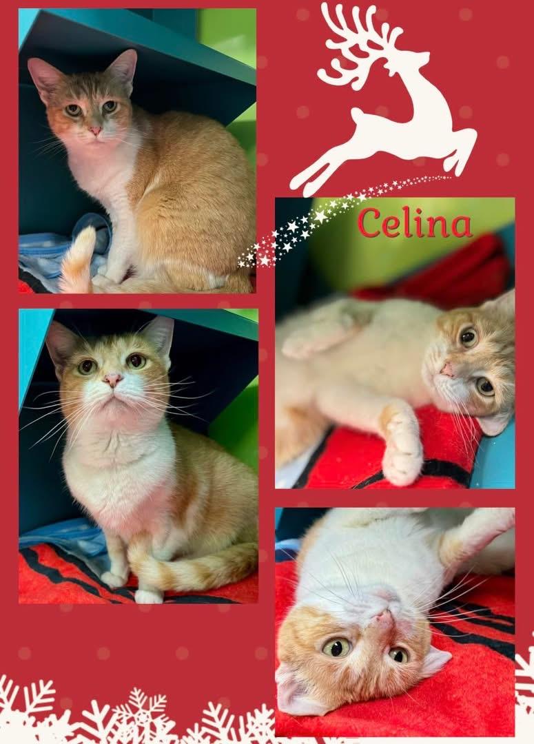 Enlarge Celina , a ADOPTABLE Domestic Short Hair in Indianapolis, IN image 1/1
