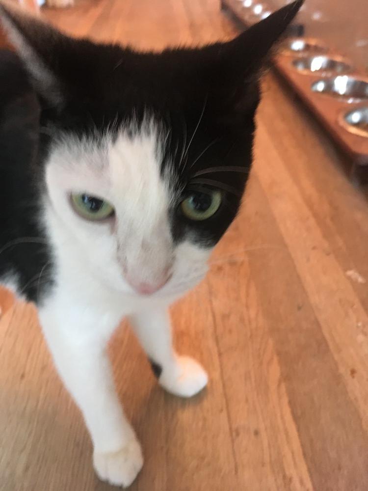 Shakira, Adoptable, Adult Female Domestic Short Hair.