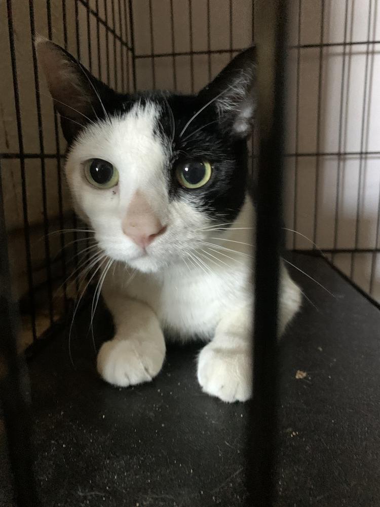 Enlarge Shakira, a Adoptable Domestic Short Hair in Jersey City, NJ image 2/2