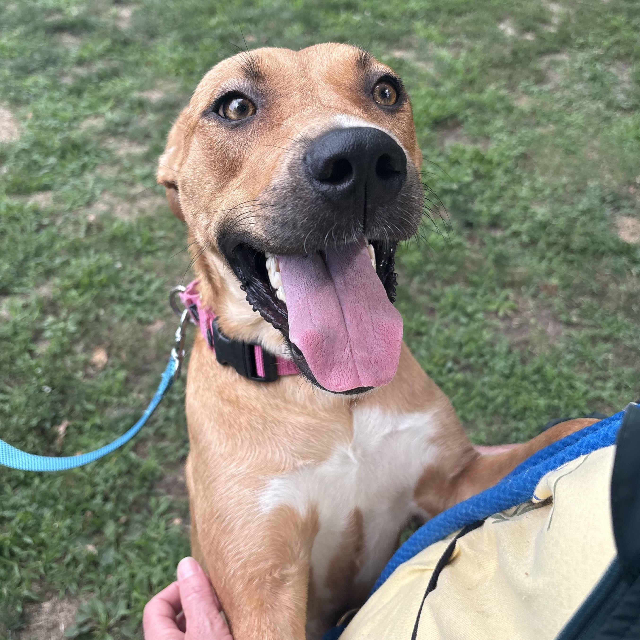Enlarge Belle, a ADOPTABLE mixed breed in Eatontown, NJ image 3/5
