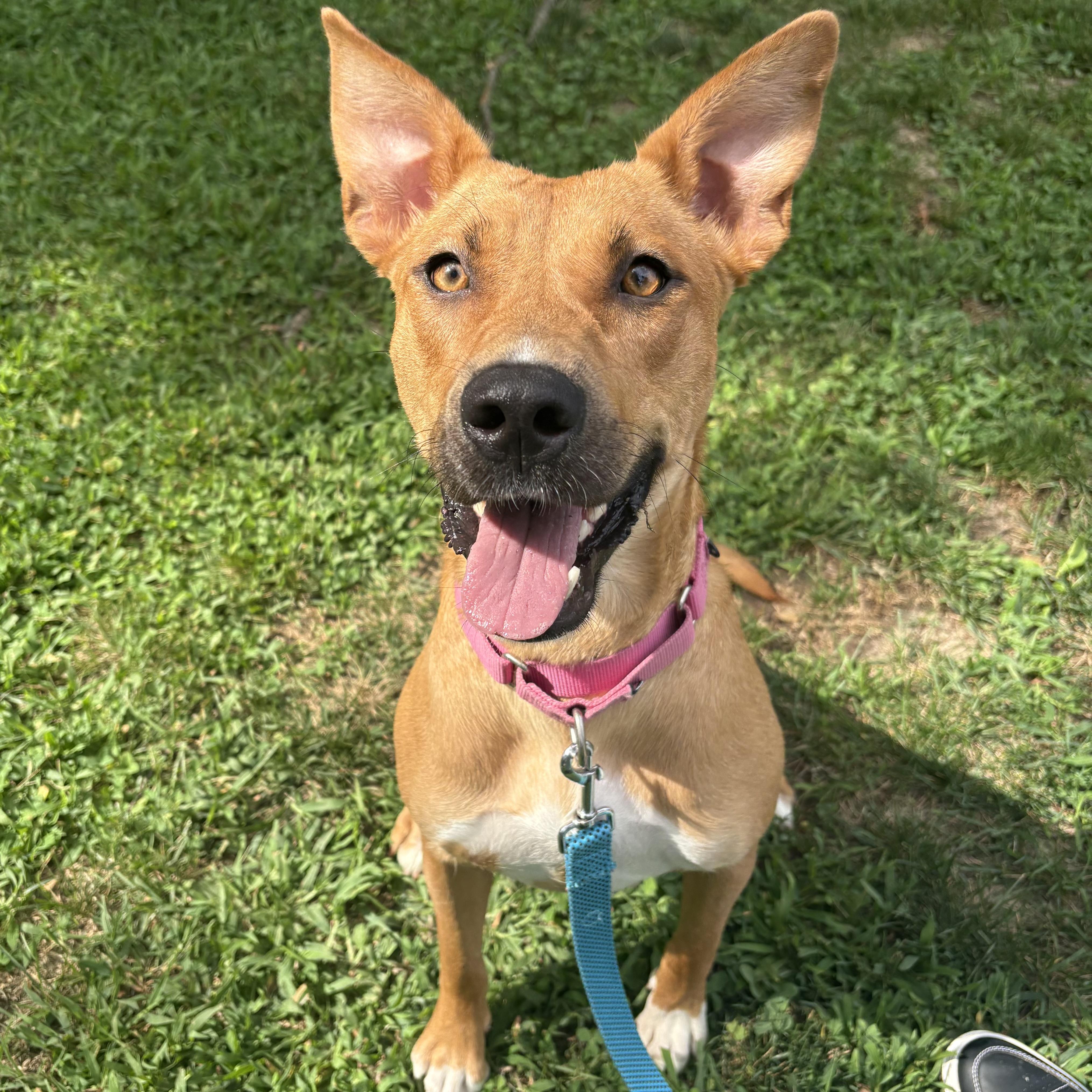 Enlarge Belle, a ADOPTABLE mixed breed in Eatontown, NJ image 5/5