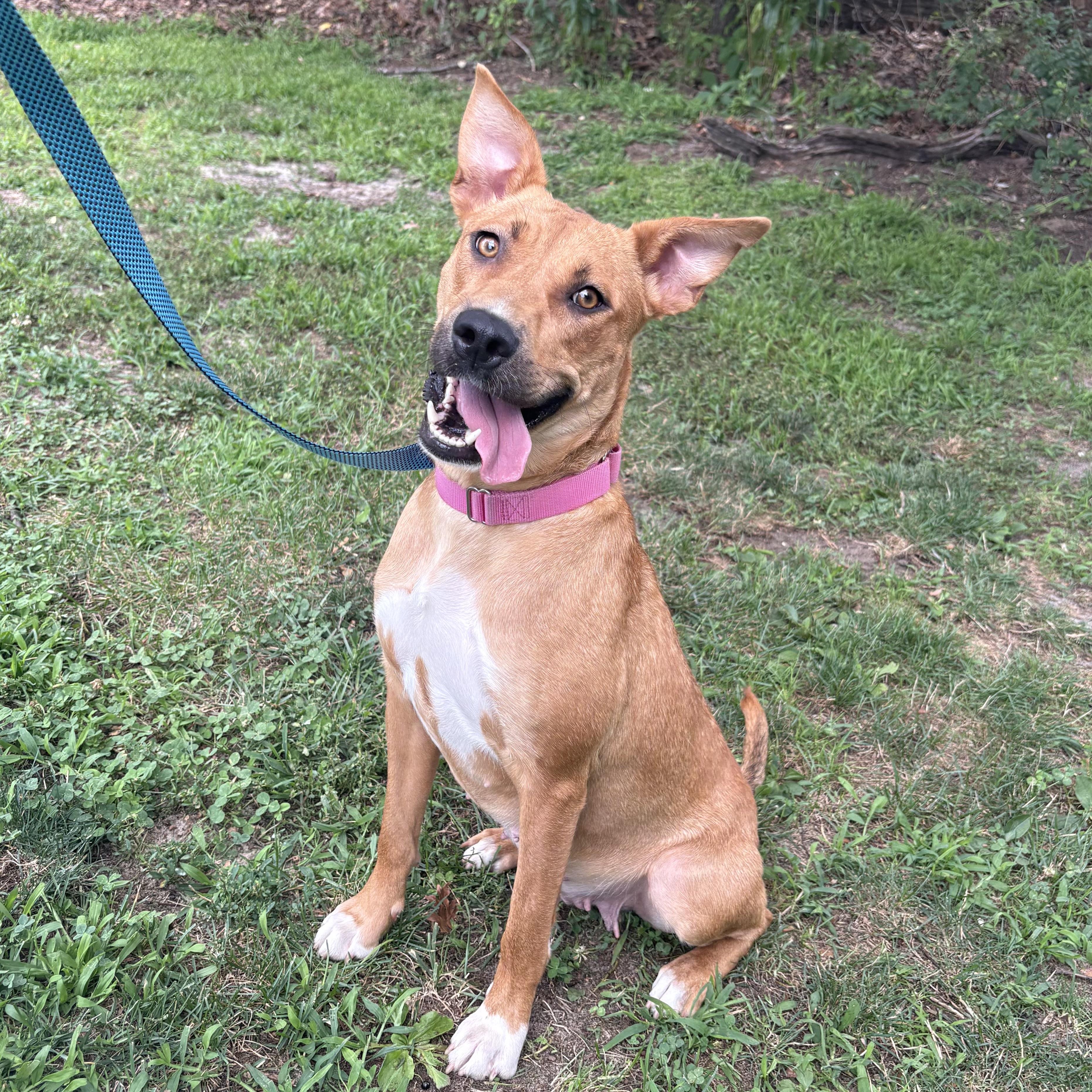 Enlarge Belle, a ADOPTABLE mixed breed in Eatontown, NJ image 2/5