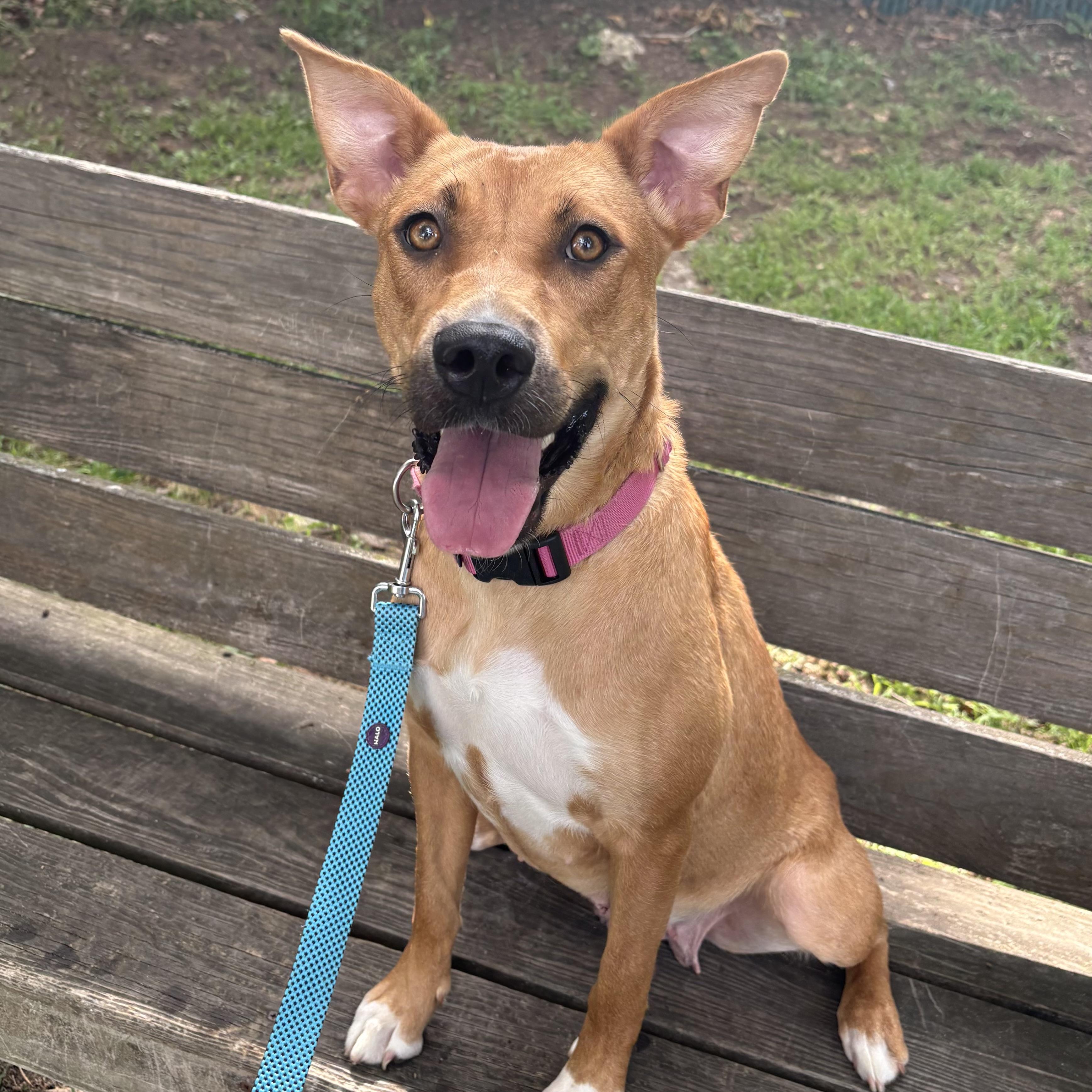 Enlarge Belle, a ADOPTABLE mixed breed in Eatontown, NJ image 4/5