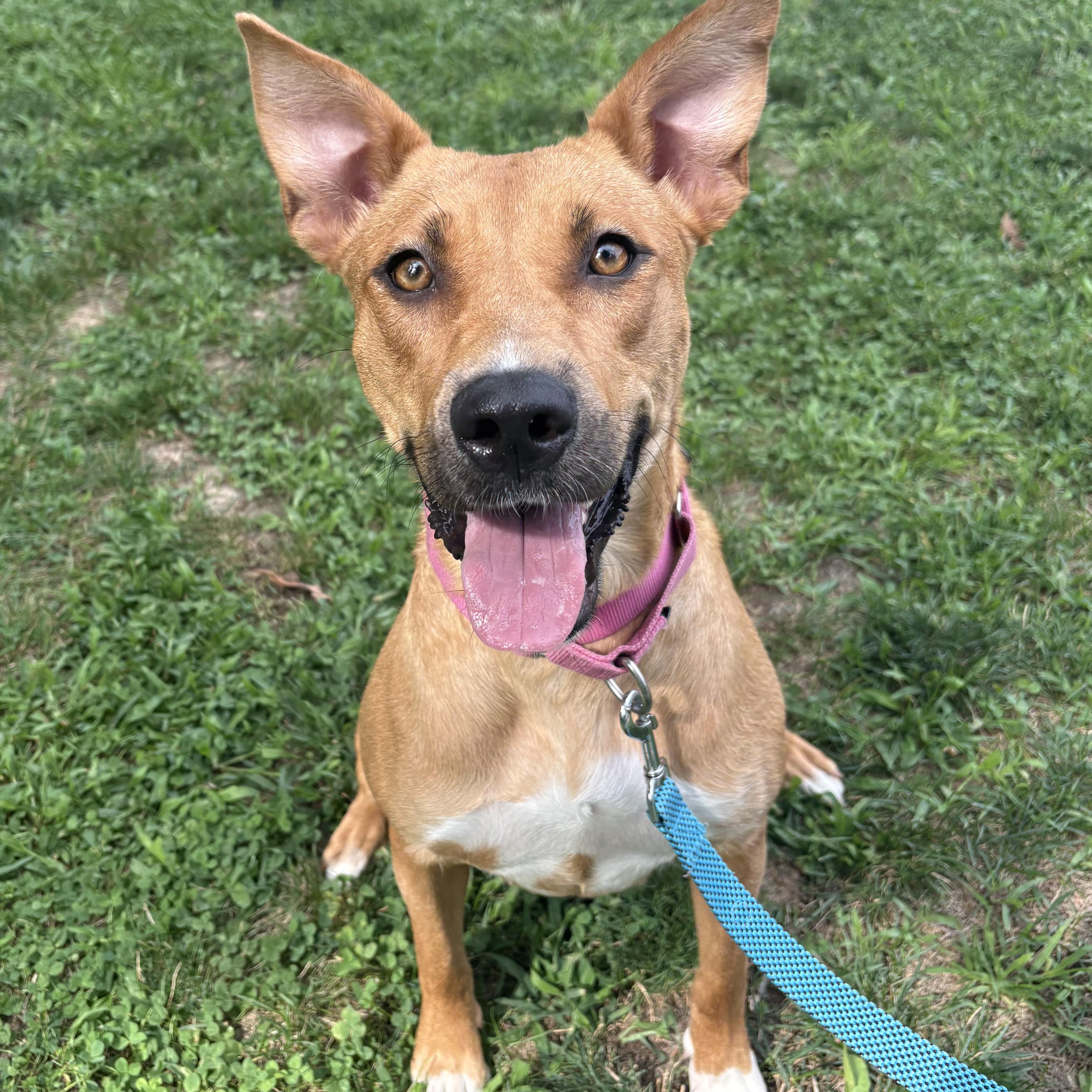 Belle, ADOPTABLE, Adult Female Labrador Retriever.