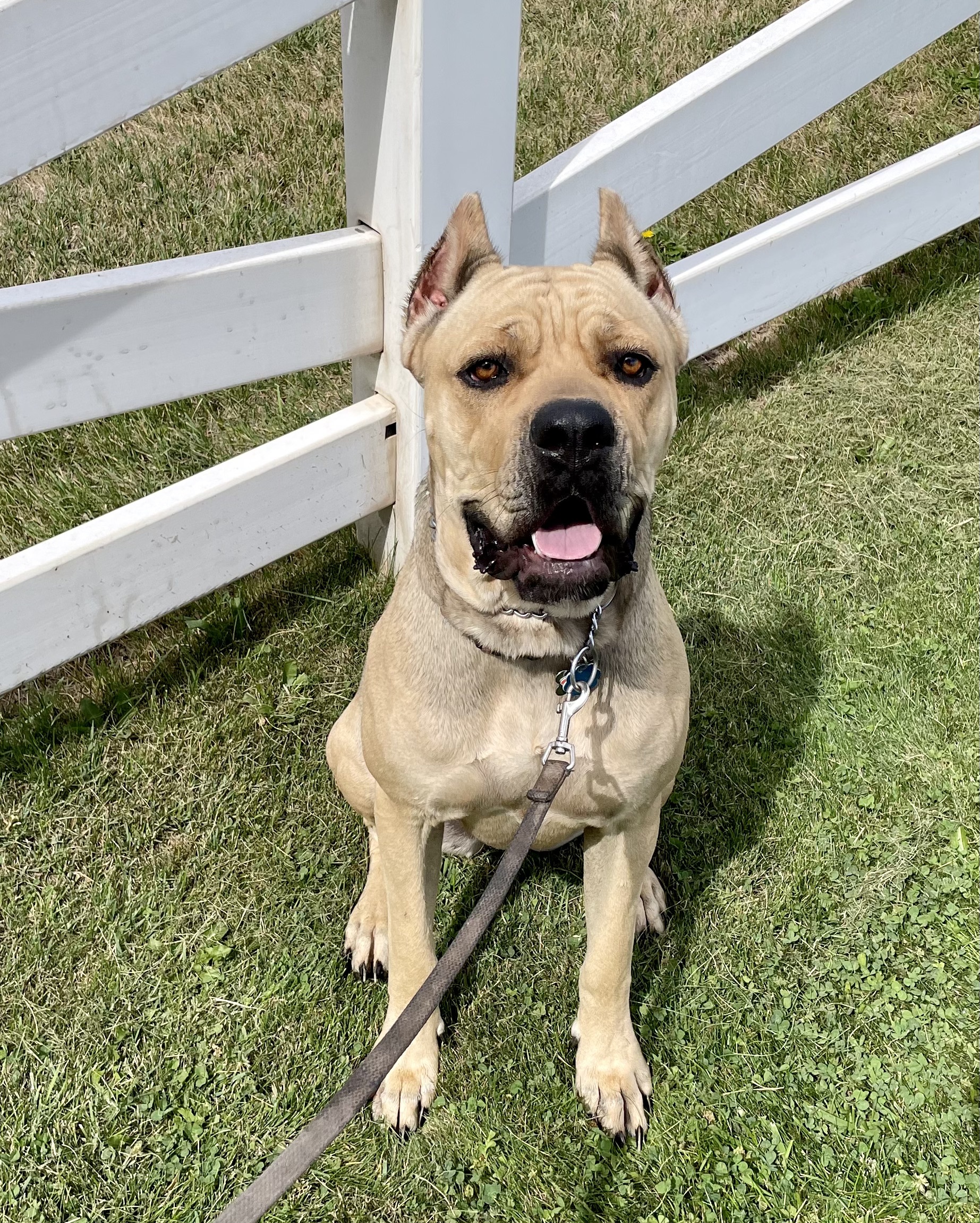 Bala, Adoptable, Young Female Cane Corso.