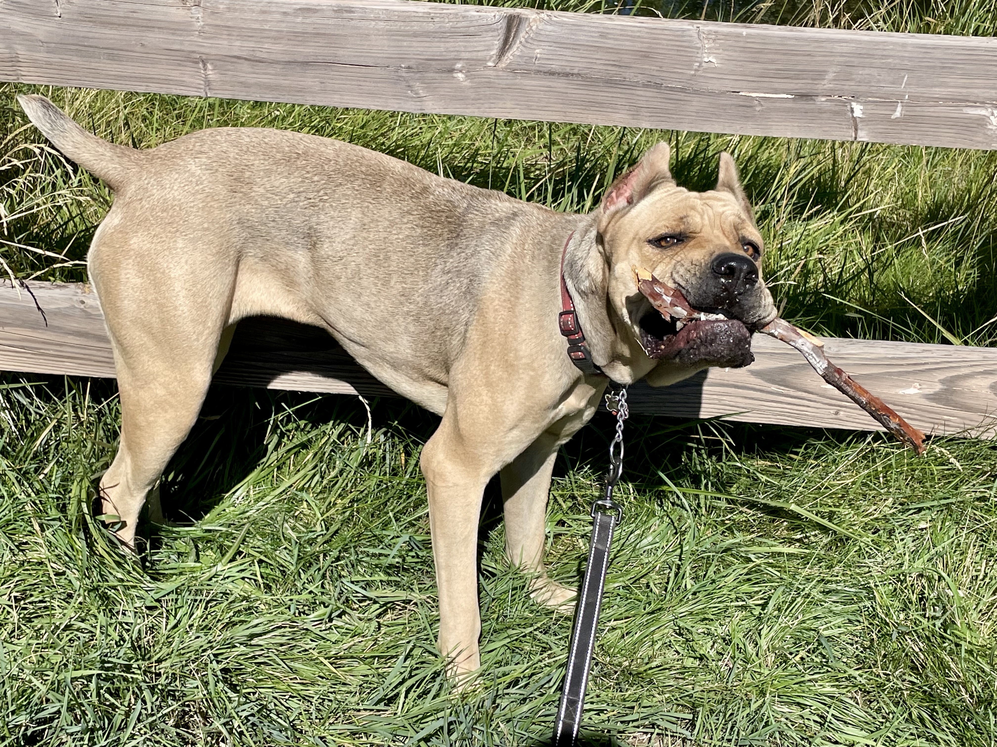 Bala, a Adoptable Cane Corso in Redmond, OR image 2/10