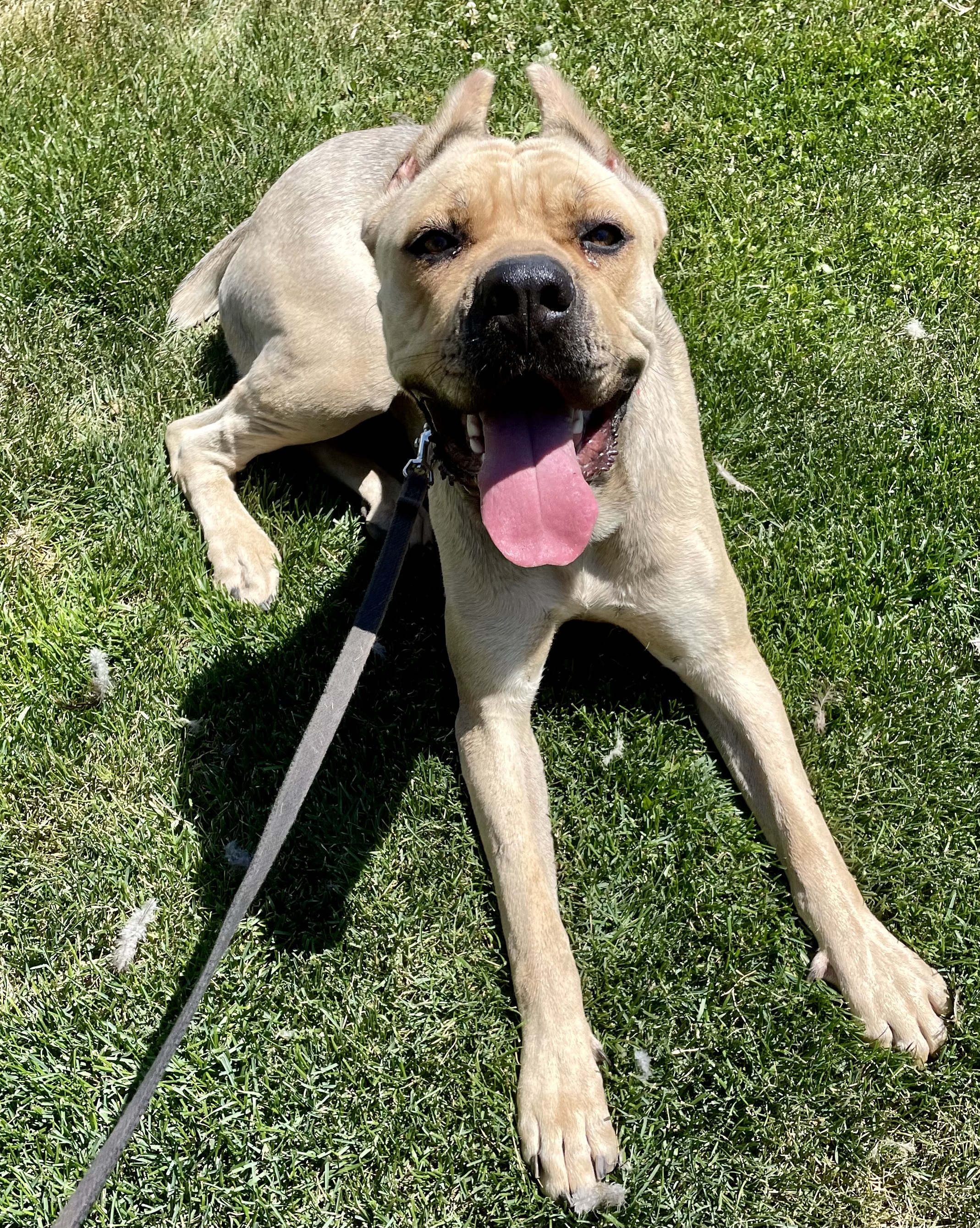 Bala, a Adoptable Cane Corso in Redmond, OR image 3/10