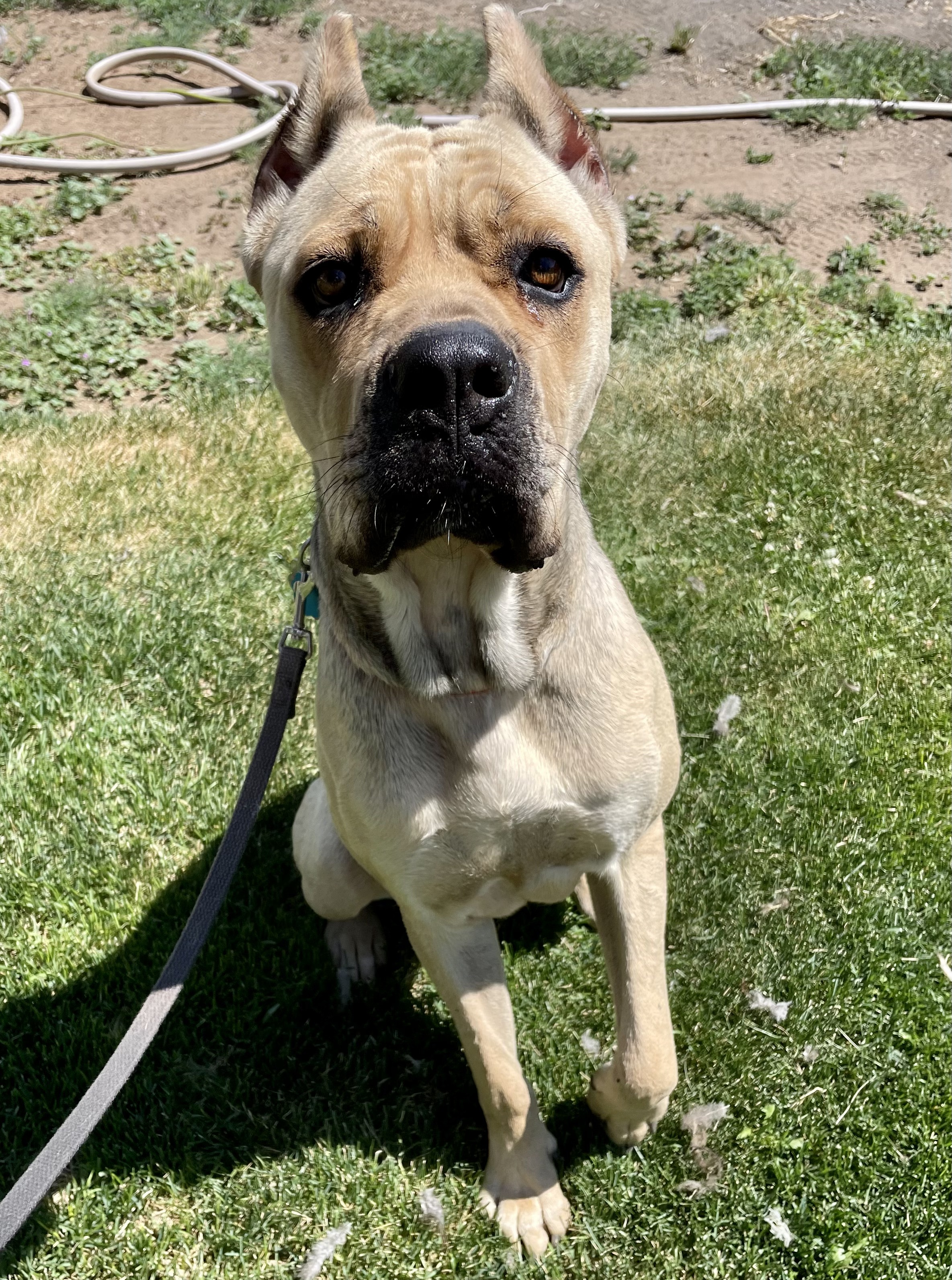 Bala, a Adoptable Cane Corso in Redmond, OR image 4/10