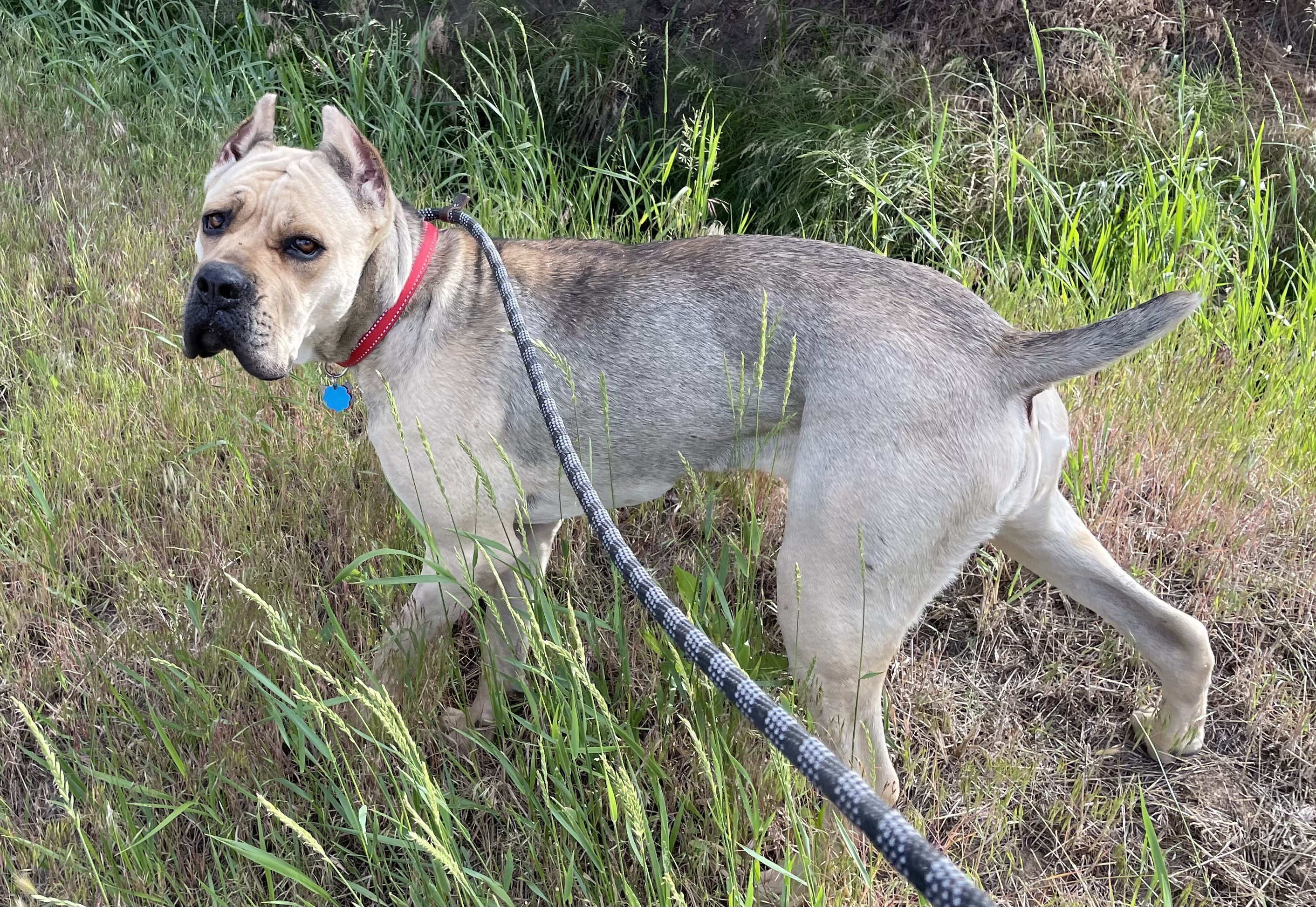 Bala, a Adoptable Cane Corso in Redmond, OR image 5/10