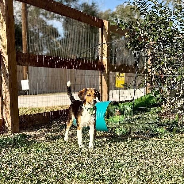 Penny Petite Peanut — thumbnail 3