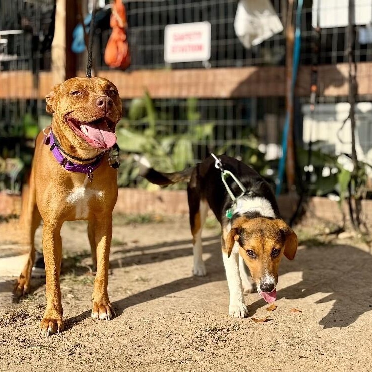 Penny Petite Peanut — thumbnail 4