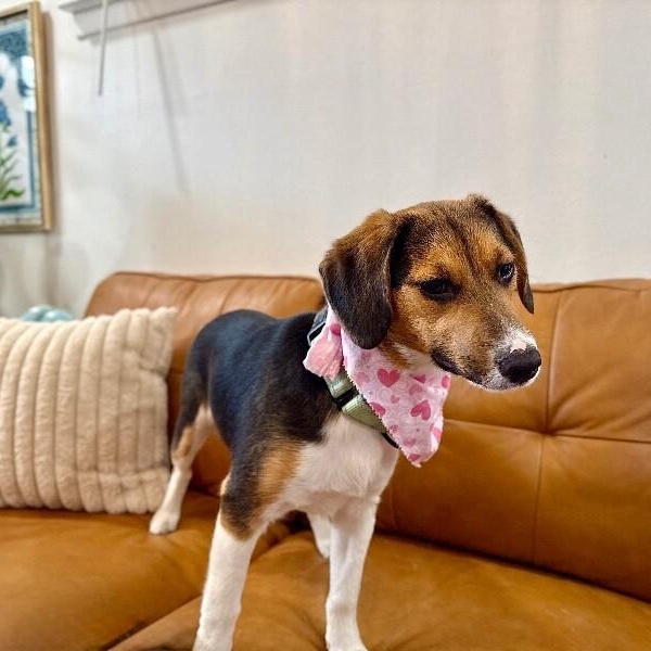 Penny Petite Peanut — thumbnail 5