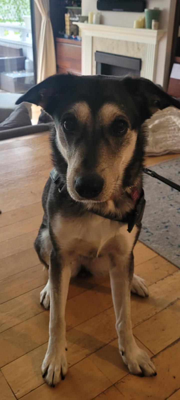 Nyla, Adoptable, Adult Female Siberian Husky.