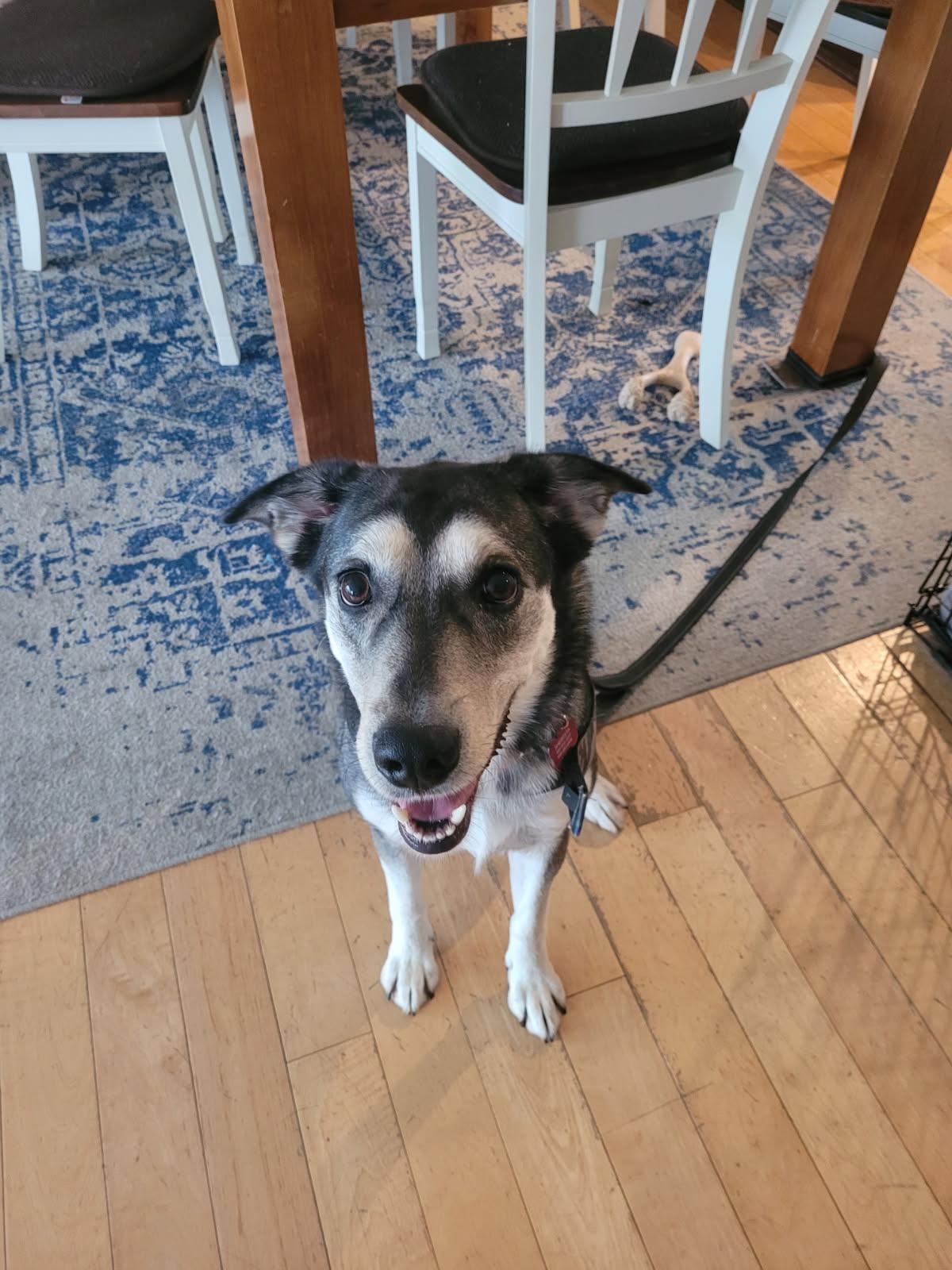 Enlarge Nyla, a Adoptable Siberian Husky in Fullerton, CA image 2/2