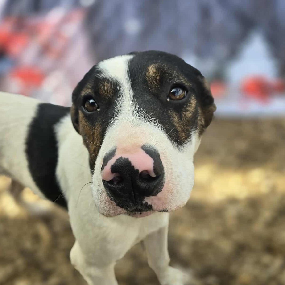 Grumpy, adopted, Young Male Mixed Breed.