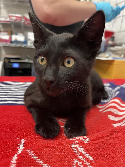 FLAMINGO, Adoptable, Kitten Male Domestic Short Hair.