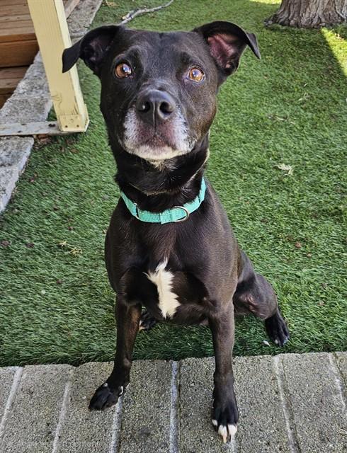 Enlarge Nacho, a ADOPTABLE mixed breed in Phoenix, OR image 2/2