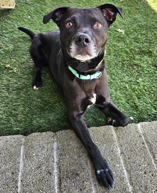 Nacho, ADOPTABLE, Adult Male American Staffordshire Terrier.