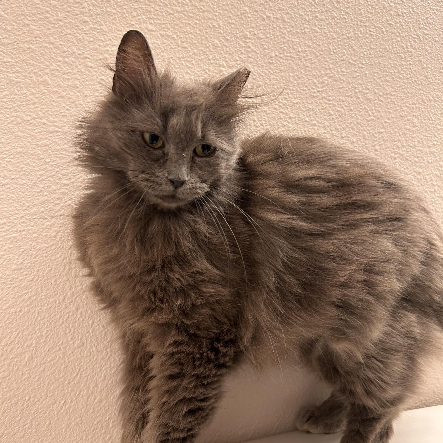 Agnes, ADOPTABLE, Young Female Domestic Long Hair & Manx.