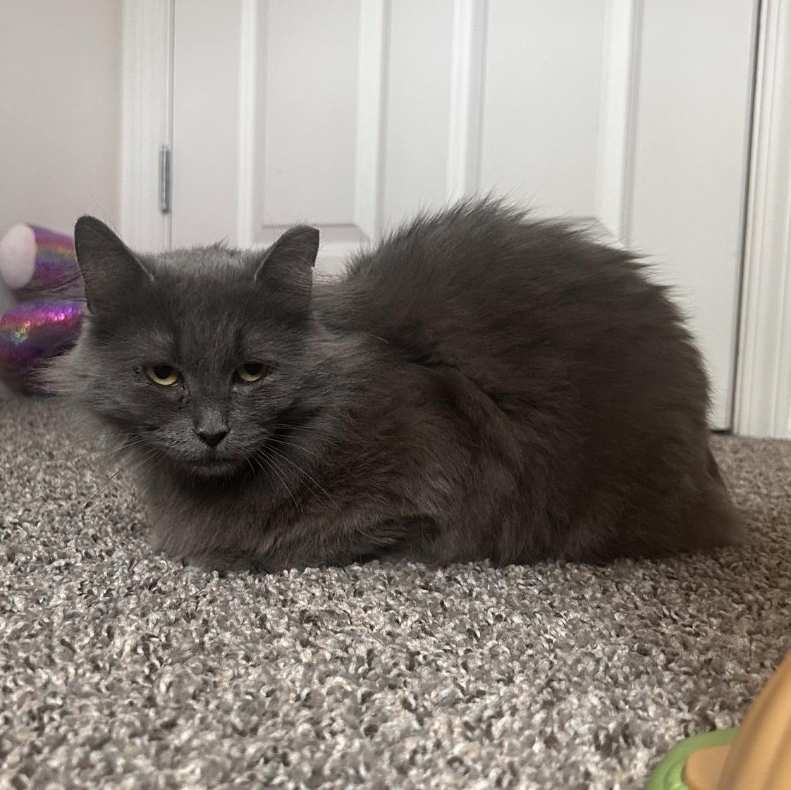 Agnes, ADOPTABLE, Young Female Domestic Long Hair & Manx.