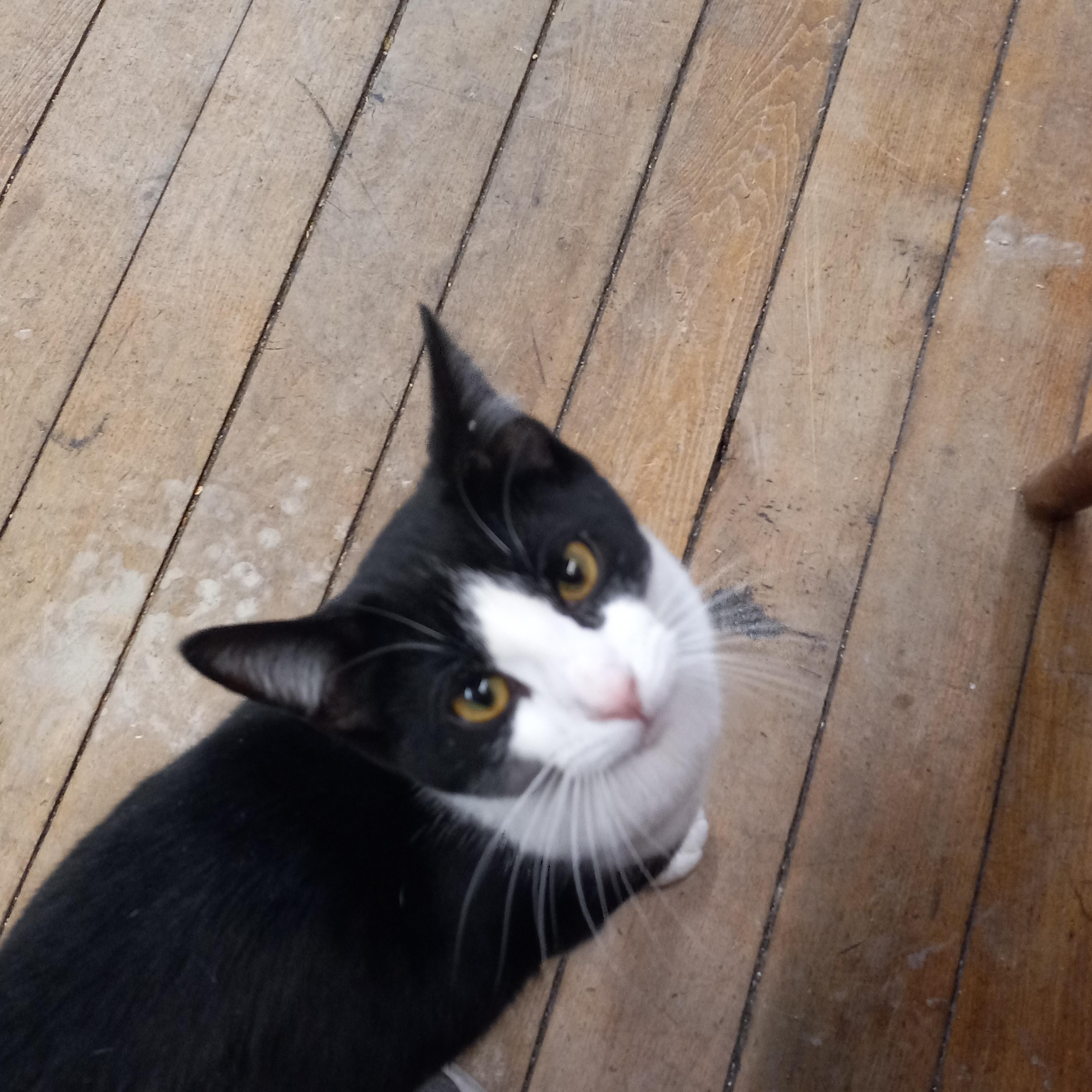 Enlarge Bullet, a Adoptable Domestic Short Hair in Coldwater, MI image 6/6