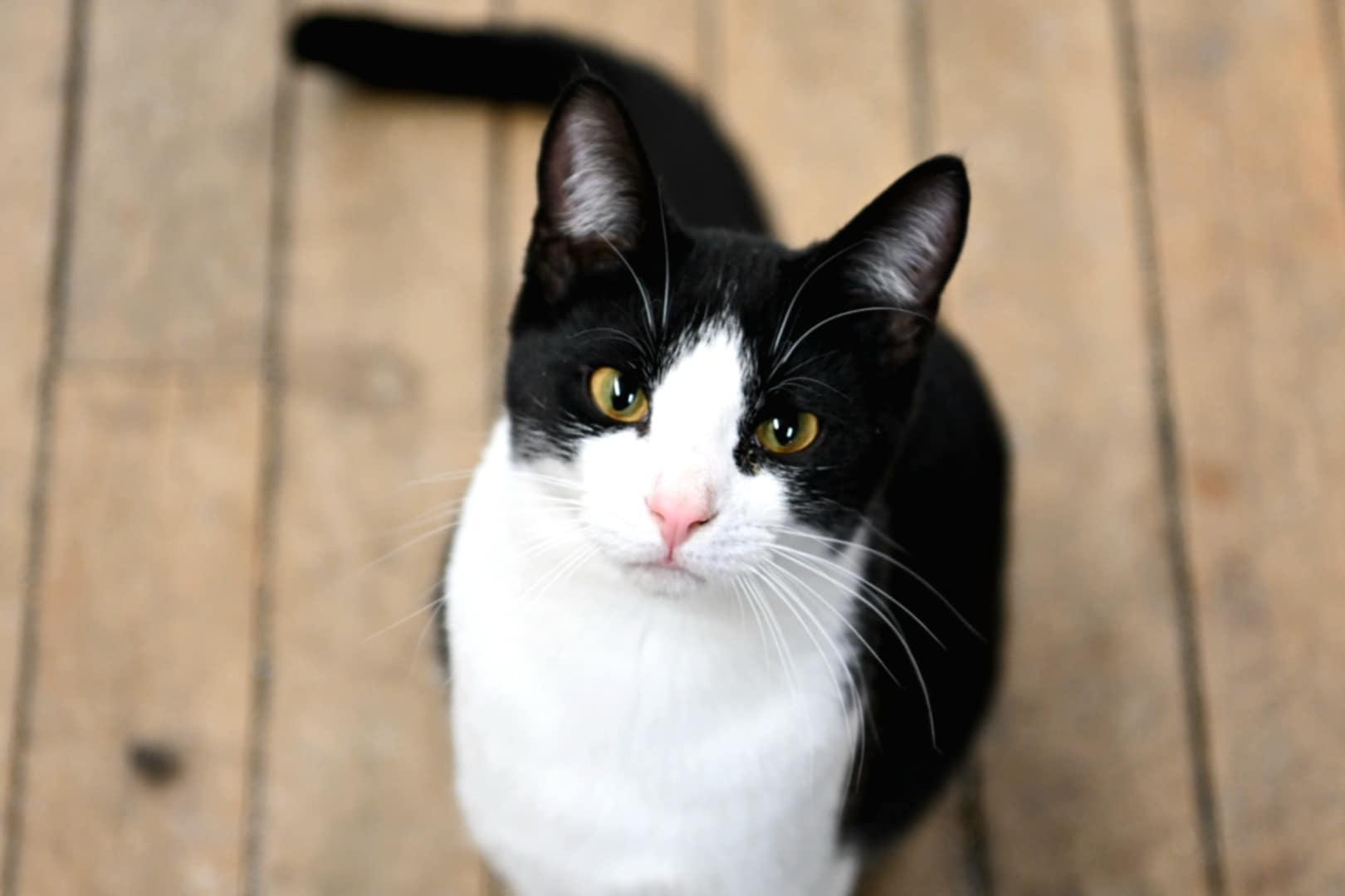 Enlarge Bullet, a Adoptable Domestic Short Hair in Coldwater, MI image 5/6