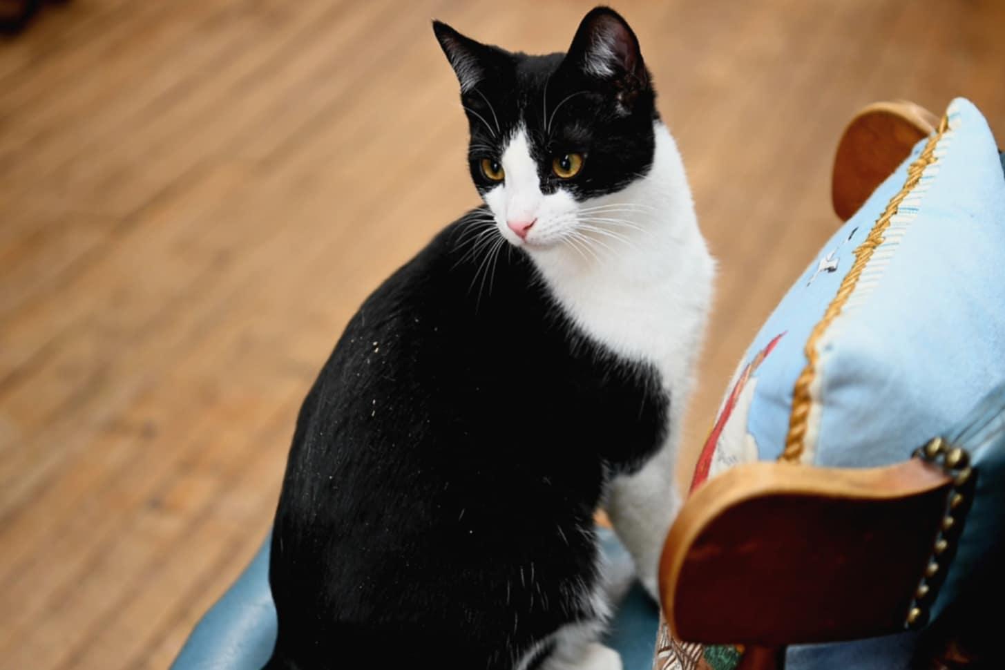 Enlarge Bullet, a Adoptable Domestic Short Hair in Coldwater, MI image 1/6